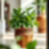 Elegant brown flower pot showcasing a lush green plant