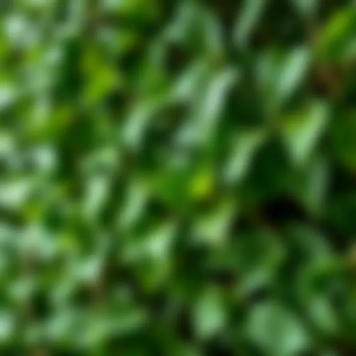 Detailed View of Artificial Ivy Leaves Close-up of the texture and details of high-quality artificial ivy leaves