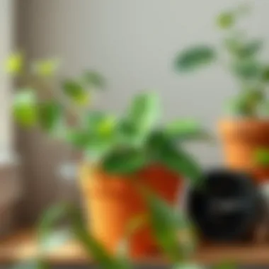 Close-up of a vibrant potted plant on a stylish shelf