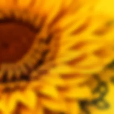 Intricate Sunflower Fabric Texture Close-up of sunflower fabric texture showcasing intricate patterns.